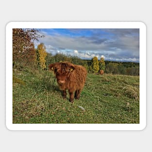 Scottish Highland Cattle Calf 1561 Sticker